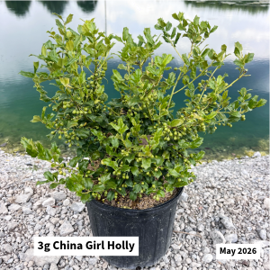 May 2026 3g China Girl Holly Website